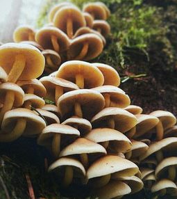 best mushroom supplements 2023