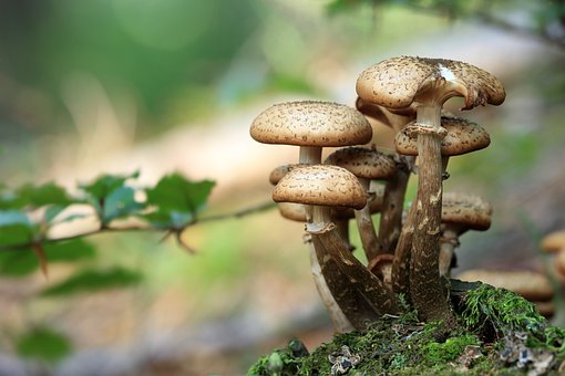 Mushroom-derived sweet treats